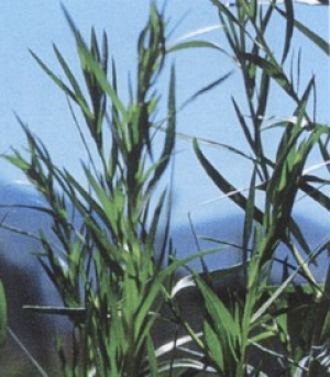 Artemisia dracunculus - francoski pehtran