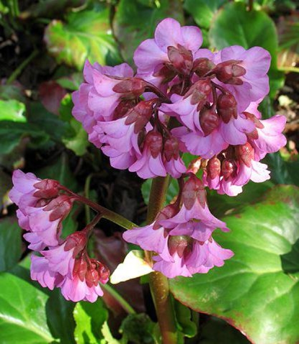 Bergenia cordifolia - bergenija