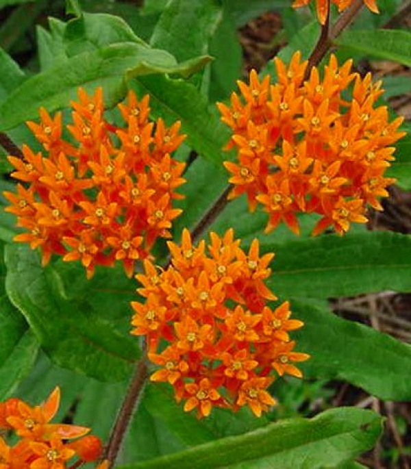 Asclepias tuberosa - svilnica