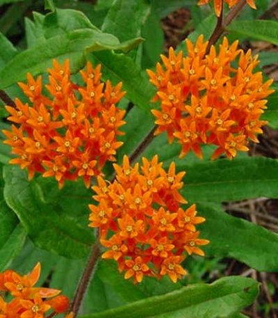 Asclepias tuberosa - svilnica