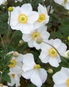 Anemone japonica 'Honorine Jobert' - bela enostavna, bogato cvetoča