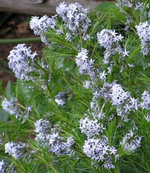 Amsonia hubrichtii - hubrihtova amsonija