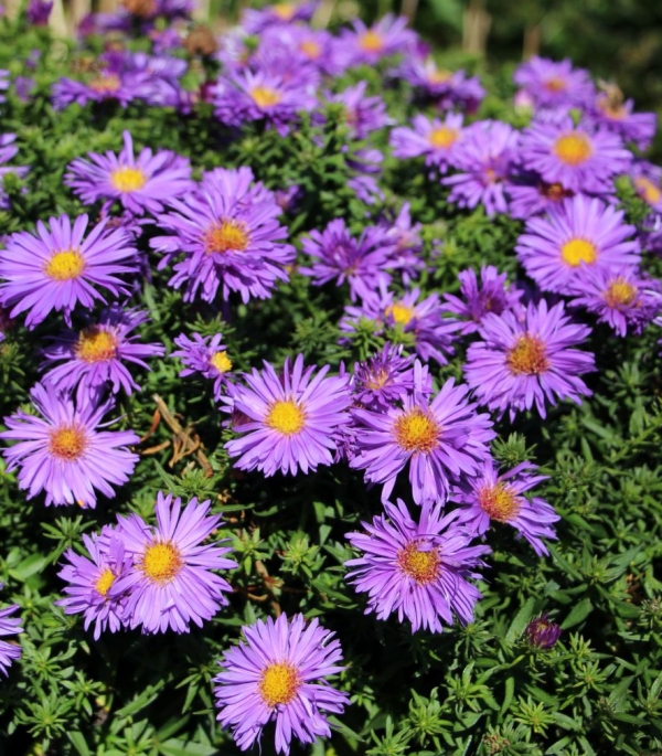 Aster dumosus 'Aramis Blu' - modra jesenska astra
