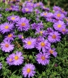 Aster dumosus 'Aramis Blu' - modra jesenska astra