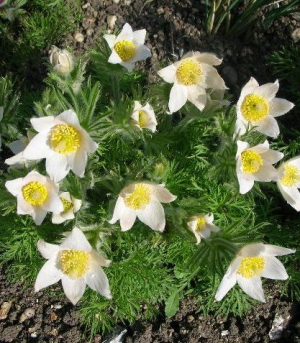 Anemone pulsatilla 'Alba' - beli kosmatinček