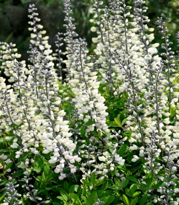 Baptisia australis 'Alba' - baptisija, dekorativno tudi listje