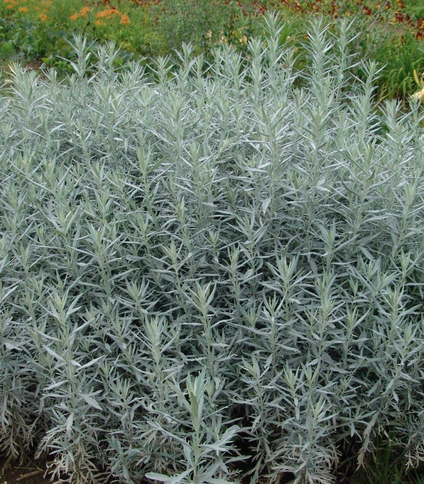 Artemisia ludoviciana 'Silver King' - ekspanzivni pelin