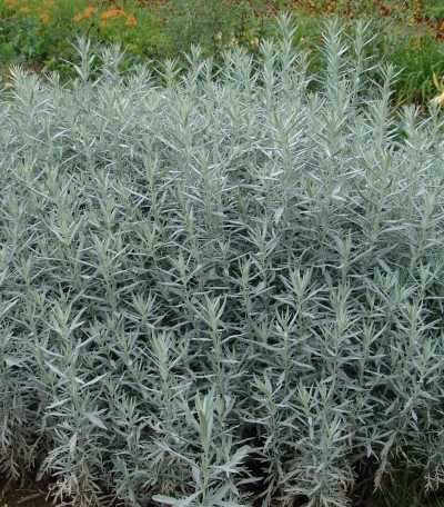 Artemisia ludoviciana 'Silver King' - ekspanzivni pelin