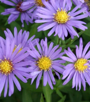 Aster dumosus 'Blauer Gletscher' - svetlo modra, zelo di&scaron;i