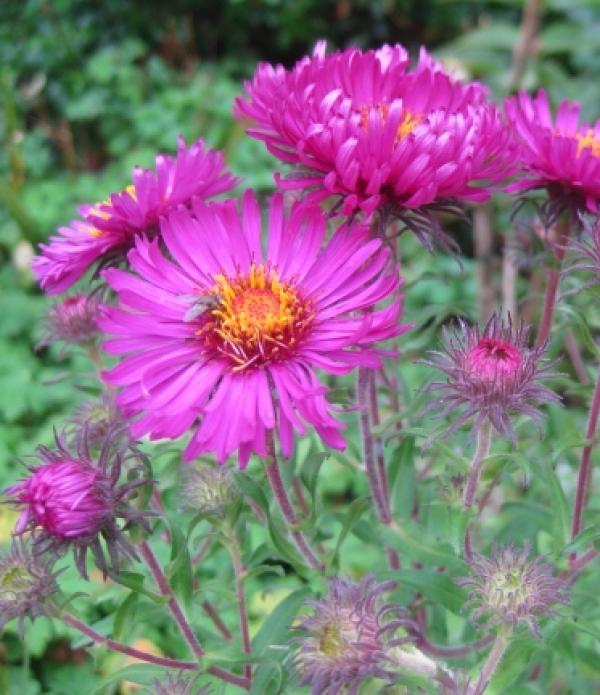 Aster novae-angliae 'Septemberrubin' - srhkolistna astra