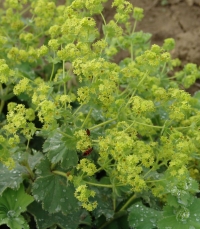 Alchemilla mollis - plahtica, rosnik