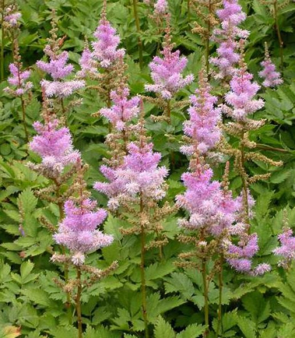 Astilbe chinensis 'Pumila' - pokrovna kresnica