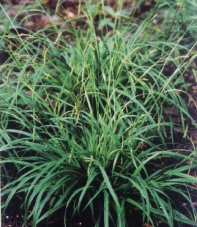Carex sylvatica - gozdni &scaron;a&scaron;