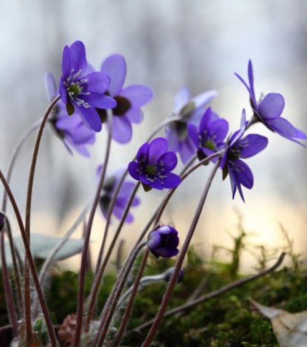 Anemone hepatica (Hepatica nobilis)  -  jetrnik