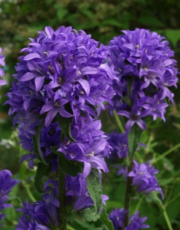 Campanula glomerata - klobčičasta zvončnica