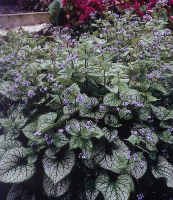 Brunnera macrophylla 'Jack Frost' - pisanolistna kavka&scaron;ka spominčica