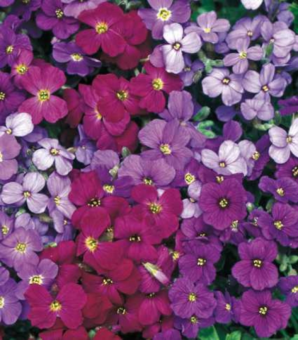 Aubrieta cultorum - razne aubriete