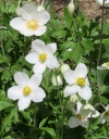 Anemone sylvestris - divja vetrnica