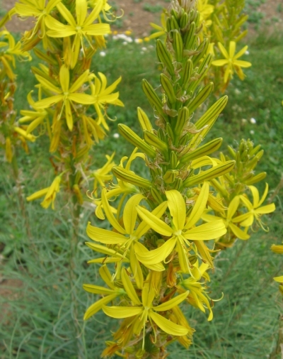 Asphodeline lutea - čepljec
