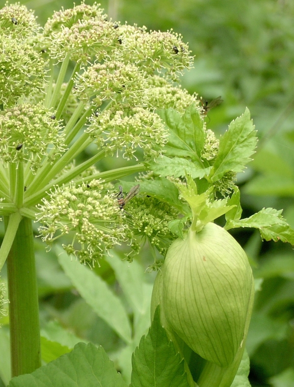 Angelica arhangelica &ndash;  zdravilni gozdni koren (večje,  lonec 13)