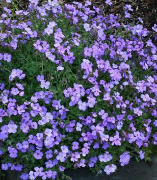 Aubrieta cultorum 'Royal Blue' -modra avbrecija