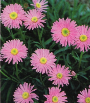 Aster alpinus 'Happy End' - alpska nebina