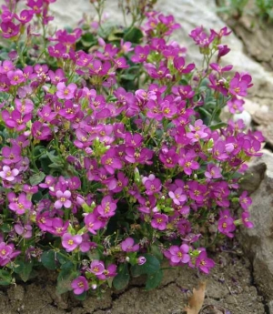 Arabis caucasica 'Compinkie' - repnjak