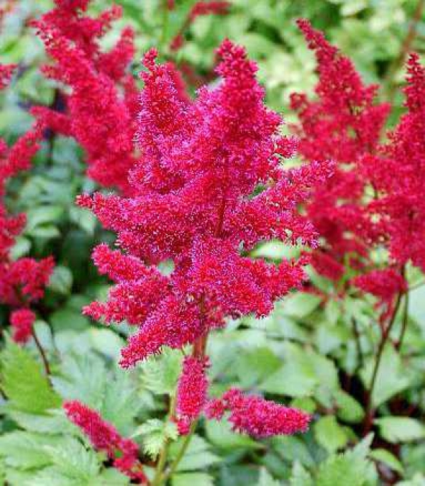 Astilbe arendsii 'Etna' - temno rdeča astilba, kresnica